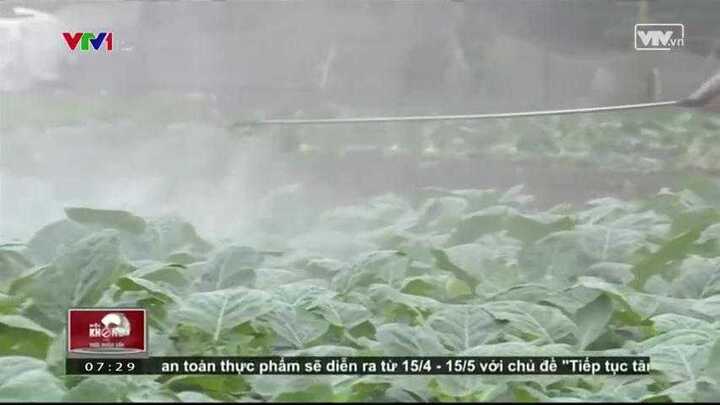 Rau siêu thị có thực sự an toàn?