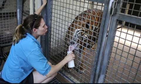 Kinh hoàng nhân viên sở thú bất ngờ bị hổ vồ chết