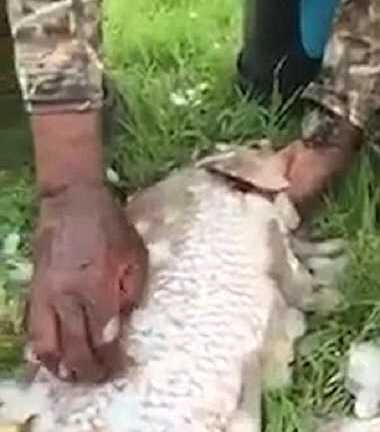 Video: Ngư dân tay không lột sạch lớp vảy cá trong vài giây