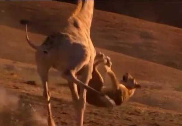 Clip: Hươu cao cổ ‘tung cước’ như trời giáng đá bay sư tử