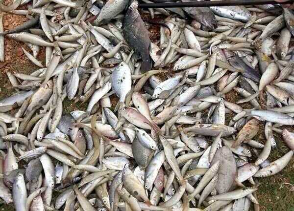 Cá chết hàng loạt ở biển miền Trung: 'Nếu là chất độc, thì nó phải cực độc'