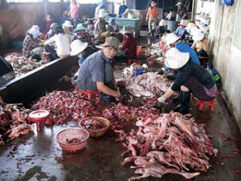 Lào Cai: Nhà dân tốc mái, hàng loạt gia súc bị sét đánh chết