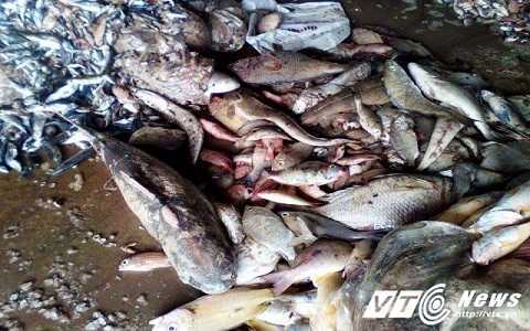 Cá chết hàng loạt: Ăn cá nhiễm độc, nặng có thể tử vong
