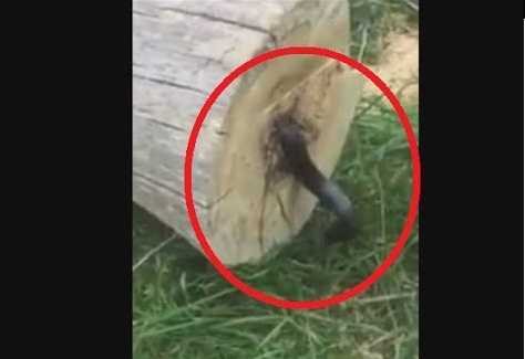 Clip: Kinh dị rắn núp trong thân cây, bị thợ cưa chặt đứt lìa vẫn ngọ nguậy