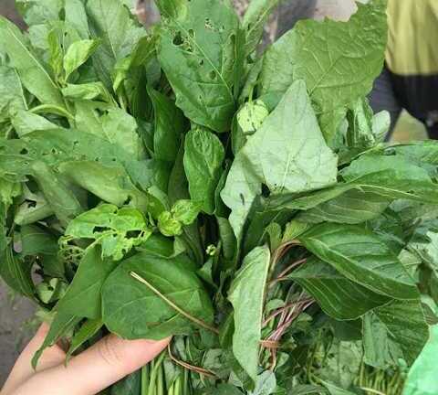 Dân Hà Nội tranh mua rau dại