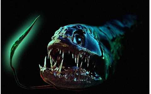 Cận cảnh những loài thủy quái ghê rợn nhất đại dương