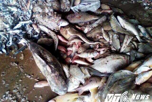 Cá chết trắng bờ biển nghi do nhiễm độc: Thông tin mới gây chấn động