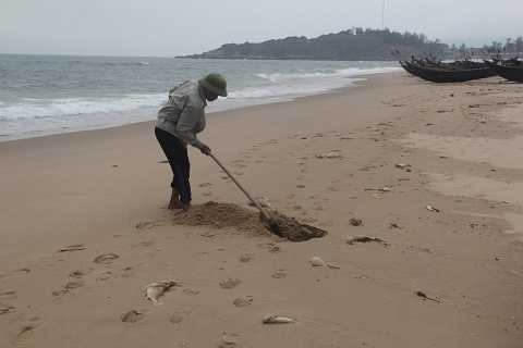 Cá chết trắng bờ biển: Dân Hà Tĩnh khốn khổ hít mùi hôi thối