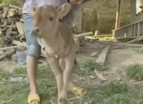 Xôn xao bê sinh ra chỉ có 2 chân trước hiếm thấy