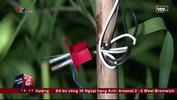 Clip: Bẫy chuột điện giết chết người thảm khốc ở Hải Phòng