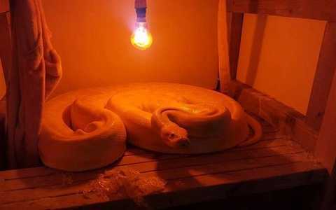 Cận cảnh mãng xà khổng lồ cuộn tròn trong tủ chiếu gia đình