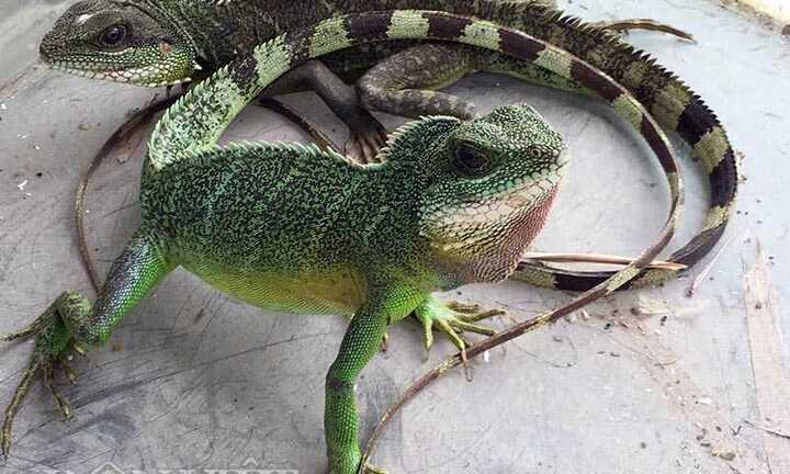 Thịt rồng đất 400.000 đồng/kg thành đặc sản hút khách