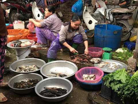 Cá chết miền Trung, chợ hải sản Hà Nội cũng điêu đứng