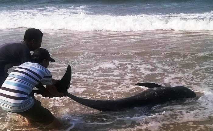 Cá voi chết bất thường ở Huế, dân sợ do trúng độc