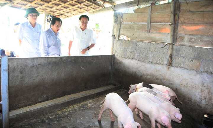 Xuất hiện dịch bệnh tai xanh ở Quảng Trị