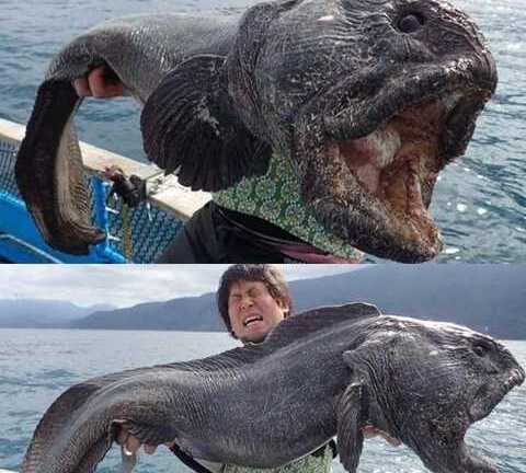 Những loài quái vật biển sâu kỳ dị nhất hành tinh