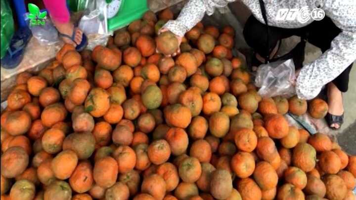 Sự thật tin đồn cam Hà Giang bọc nilon tẩm hóa chất