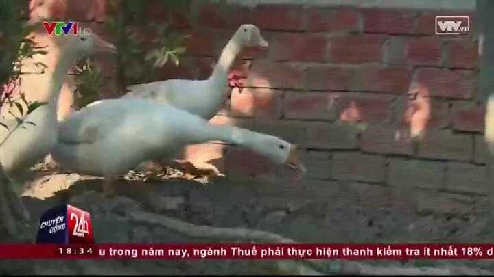 TP.HCM: Xây chòi vịt cũng bị... khởi tố hình sự