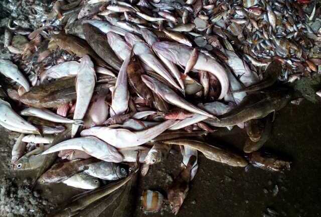 Cá chết hàng loạt: Rùng mình nhớ lại thảm họa đau đớn Minamata của Nhật Bản