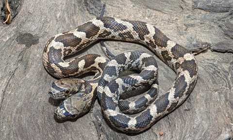 Rắn hai đầu với tính cách khác nhau