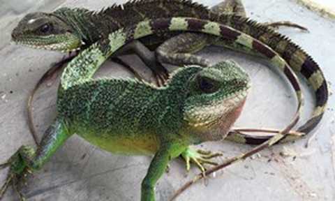 Săn rồng đất vị ngon, lạ bán giá chát cho dân sành ăn