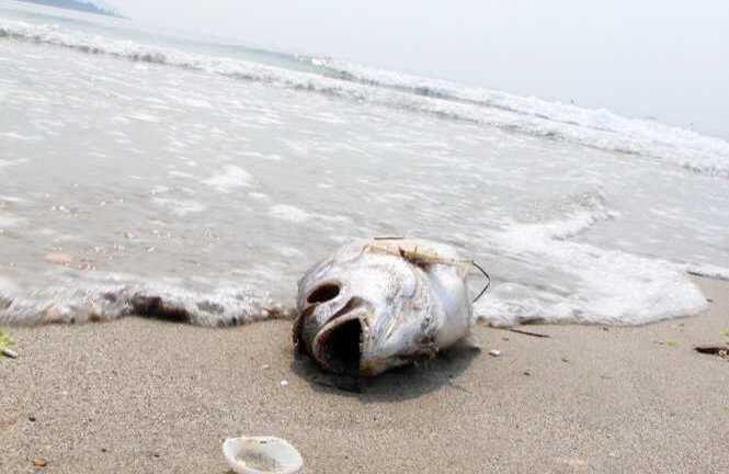 Thông tin chính thức về tình trạng cá chết dạt vào biển Đà Nẵng