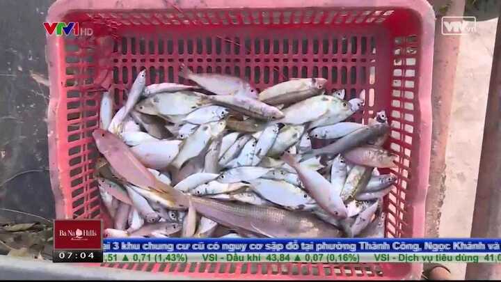Clip: Công khai bán cá chết ở vùng biển Hà Tĩnh