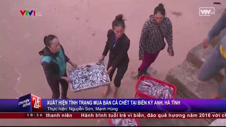 Clip: Cá chết ở Hà Tĩnh vẫn được bán đắt hàng