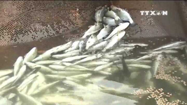 Đã có kết luận nguyên nhân cá chết hàng loạt