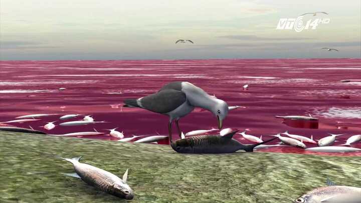 Video: Thủy triều đỏ nguy hiểm và đáng sợ như thế nào?