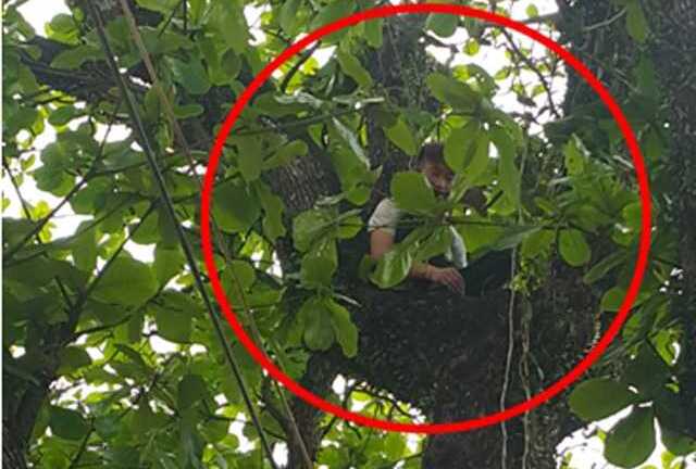 Nam thanh niên ngồi vắt vẻo trên cây 11 tiếng