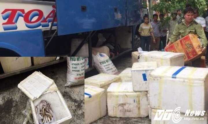 Thương lái thuê xe khách chở cá đục chết vào miền Nam tiêu thụ
