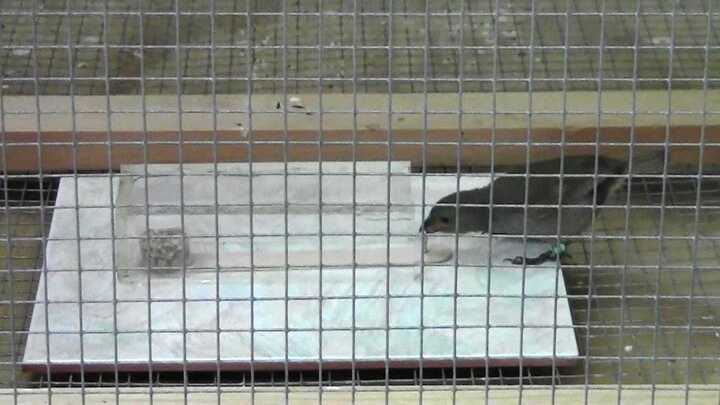 Chim thành phố thông minh hơn chim ở quê