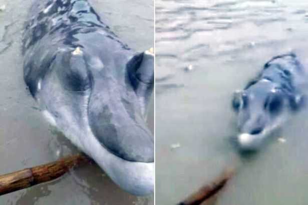 Clip: Thủy quái ‘mũi dài’ kỳ dị mắc lưới ngư dân