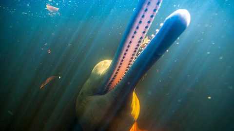 Bí ẩn loài cá heo hồng trên sông Amazon