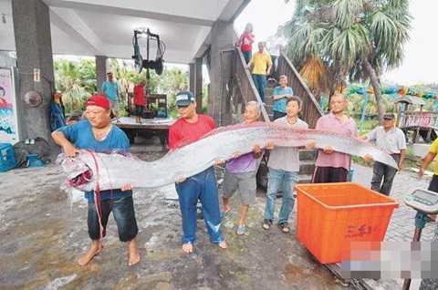 Cận cảnh 'cá động đất' dài 4m mới được ngư dân phát hiện