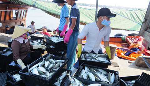 Ngư dân Quảng Bình bán hết 61 tấn hải sản đánh bắt từ ngư trường truyền thống