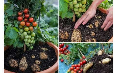 Loài cây kỳ lạ cho quả cà chua và củ khoai tây