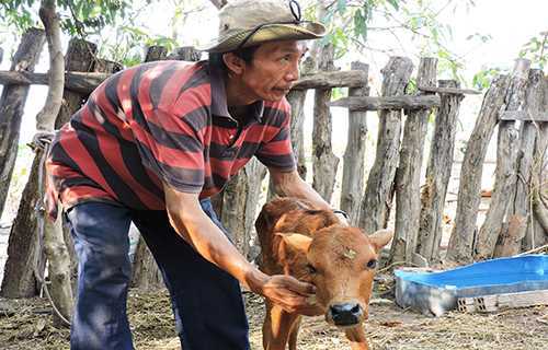 Hạn hán lịch sử: Bò lăn quay chết la liệt, dân Đăk Lăk điêu đứng