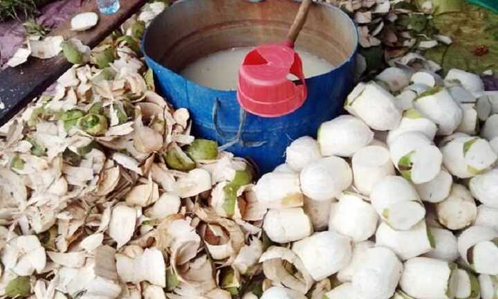 Mẹo phân biệt dừa bị 'tắm trắng' bằng hóa chất