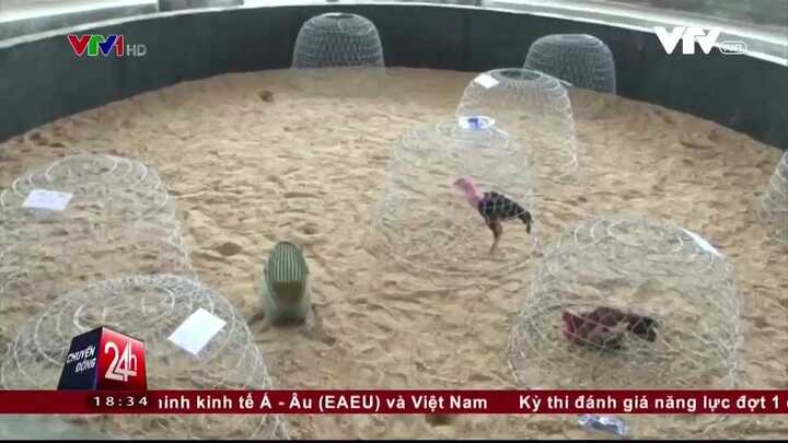 Clip: Theo chân công an đột kích trường gà rộng hơn 5.000m2 ở Quảng Bình