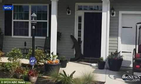 Kinh hãi cảnh cá sấu 'bấm chuông, gọi cửa' nhà dân