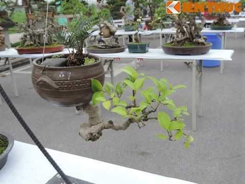 Cận cảnh siêu cây cảnh có thế dị thường nhất Việt Nam