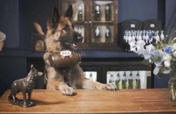 Quán bia kỳ dị với đội ngũ phục vụ toàn là chó