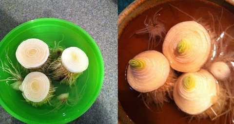 Những kiểu trồng rau củ trong cốc nước siêu đơn giản