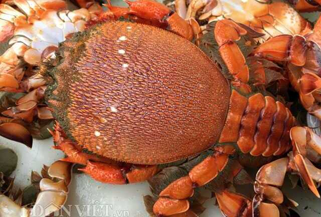 Tận mắt xem chợ 'đệ nhất cua biển huỳnh đế' ở miền Trung