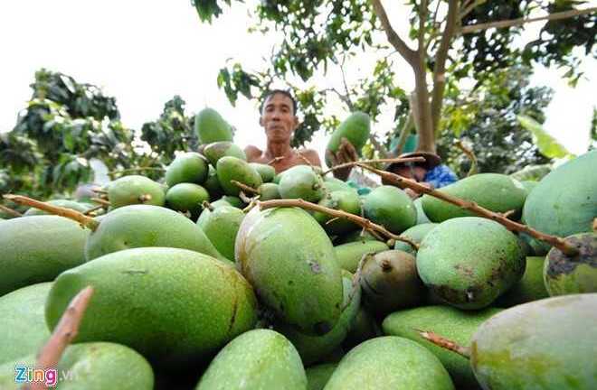 Xoài miền Tây giá bèo ngập phố Sài Gòn