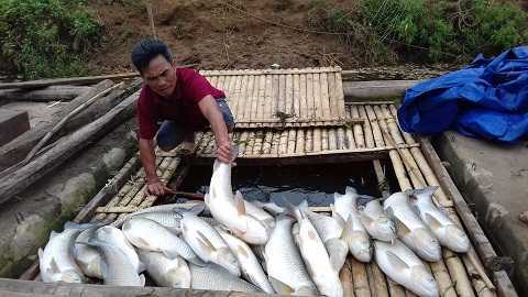 Ảnh: Cá chết trắng bè, cả khúc sông Bưởi ảm đạm thê lương