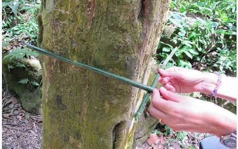 Khu rừng bí ẩn toàn thân cây hình vuông ở Panama