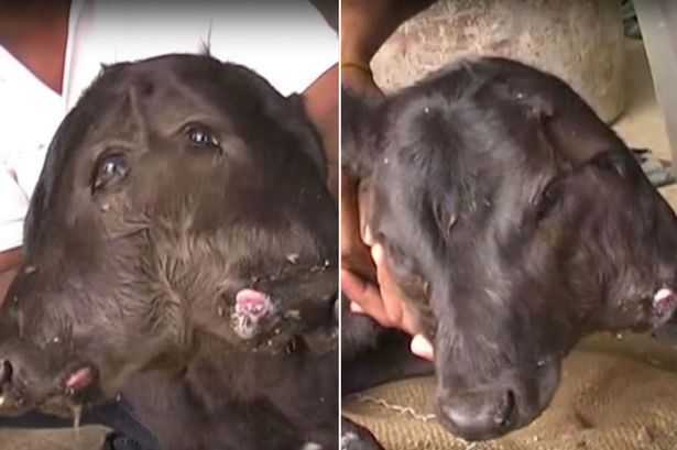 Clip: Sửng sốt bê 2 đầu cực hiếm chào đời ở Ấn Độ